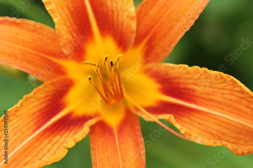 Orange day lily flowers against green grass background