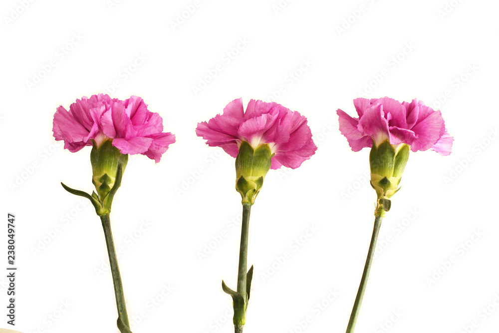Three gently purple carnations isolated on white background