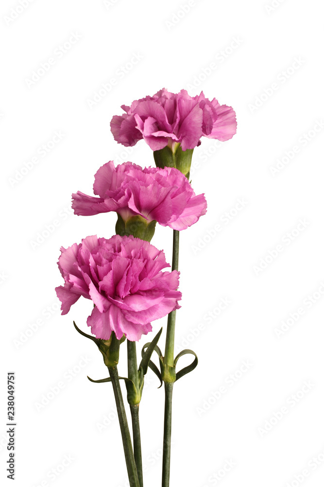 Three gently purple carnations isolated on white background