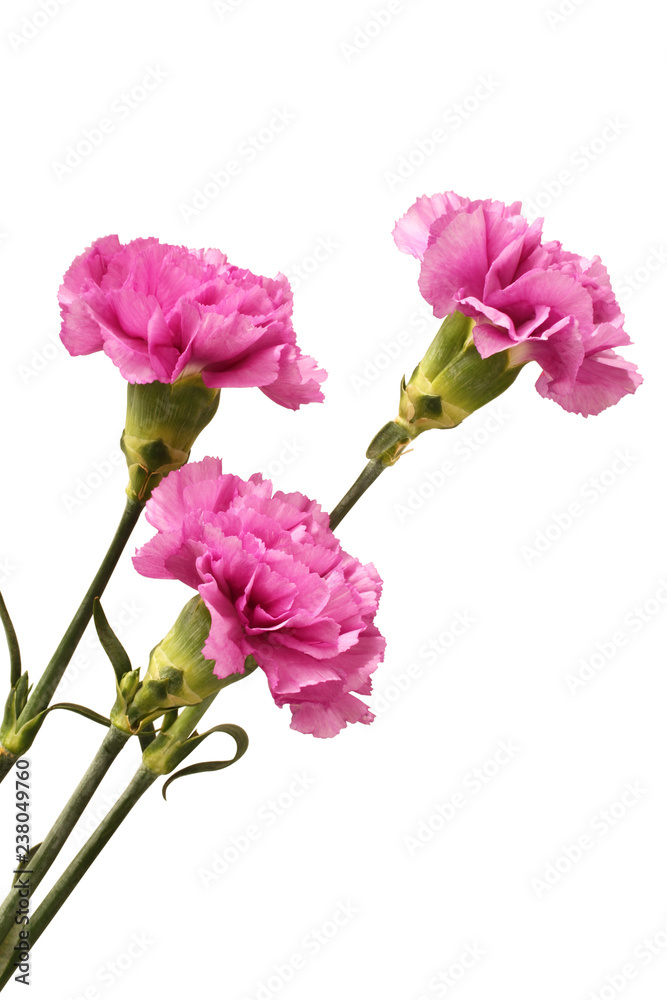 Three gently purple carnations isolated on white background Three gently purple carnations isolated on white background