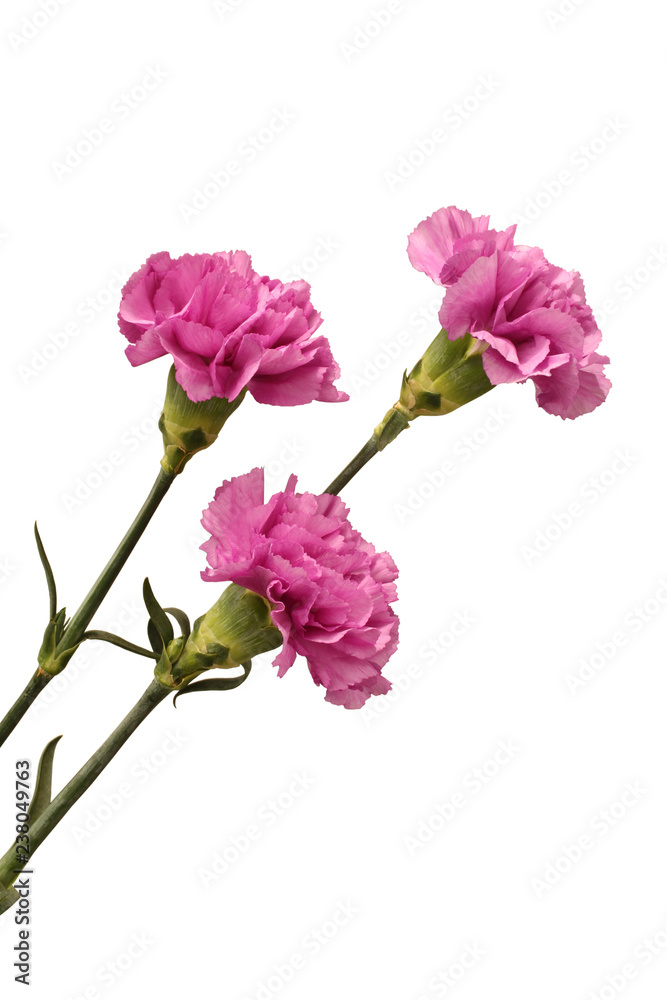 Three gently purple carnations isolated on white background