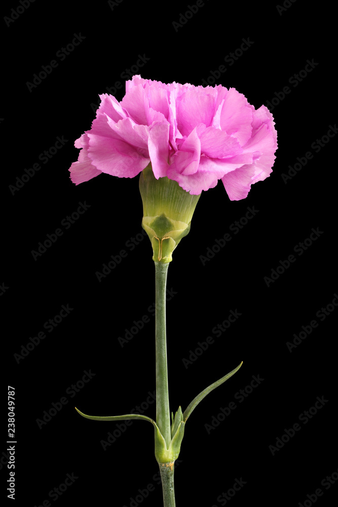 One gently purple carnation isolated on black background One gently purple carnation isolated on black background