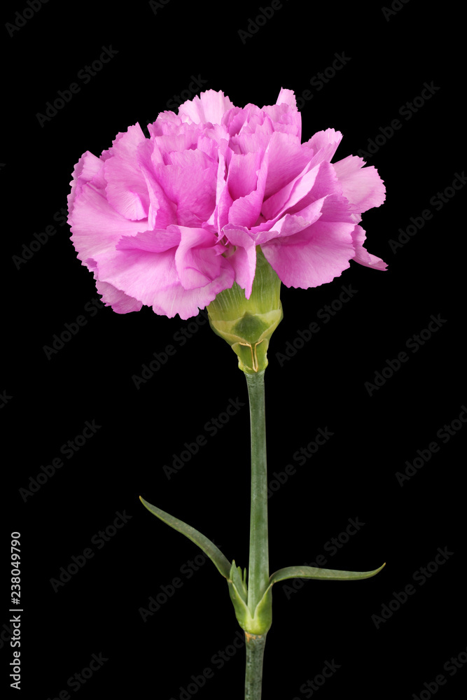One gently purple carnation isolated on black background One gently purple carnation isolated on black background