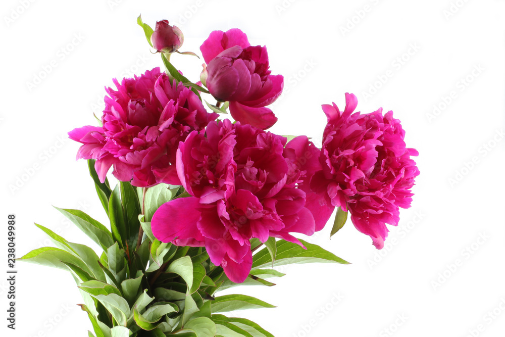 Bouquet of dark pink peonies on white background