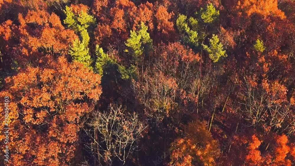 Aerial view of fall forest, 4k. Nature background Aerial view of fall forest, 4k. Nature background
