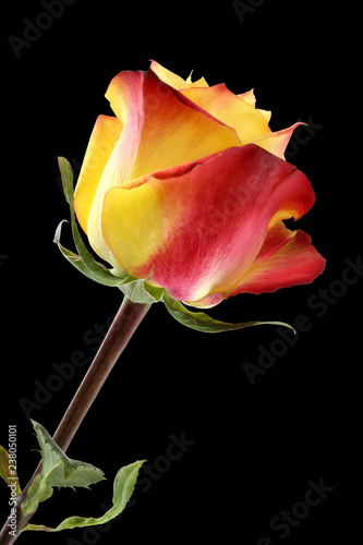 Yellow rose with red edges of petals on black background.