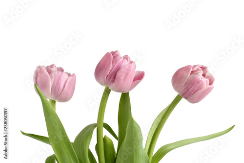 Bouquet of three Peony Flowering Tulips