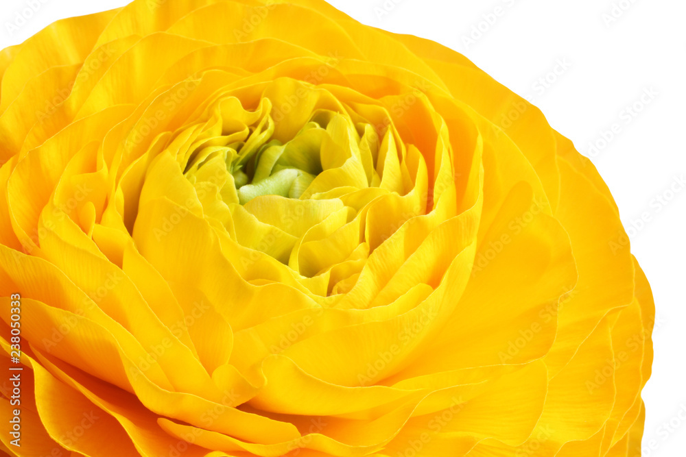 Opened yellow buttercup on white background. Closeup Opened yellow buttercup on white background. Closeup