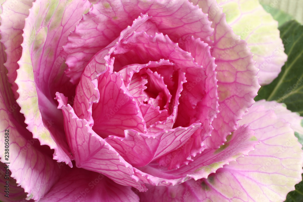 Core of ornamental green with pink cabbage flower isolated on white background Core of ornamental green with pink cabbage flower isolated on white background