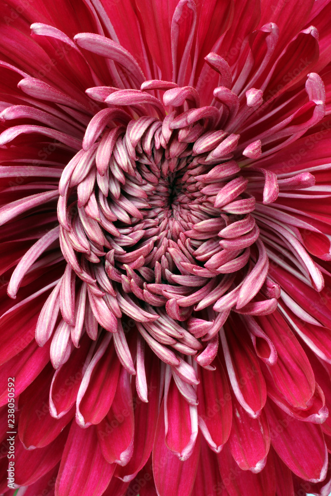 Core of big magenta chrysanthemum flower. Closeup. Macro Core of big magenta chrysanthemum flower. Closeup. Macro