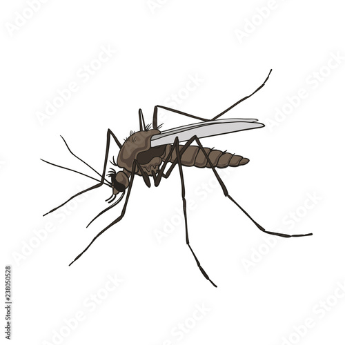 Mosquito. Colorful, isolated on a white background