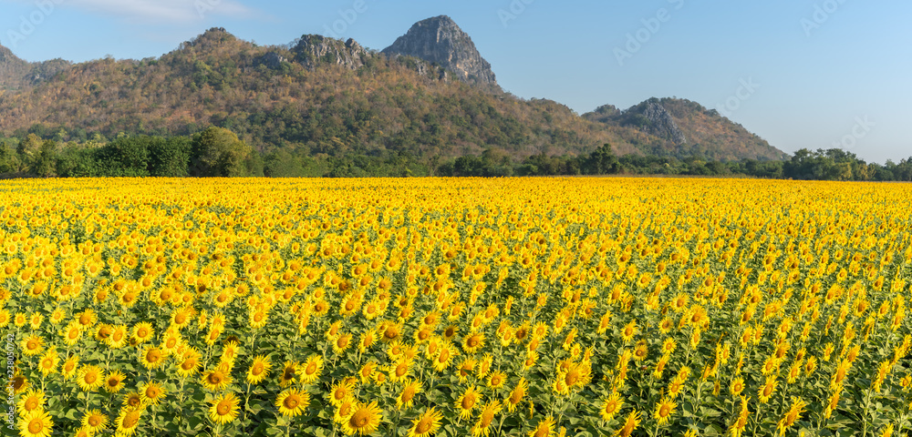 Panorama, Sunflowers field is blooming in the morning. Location at khao jeen lae, Lopburi Province ,Thailand