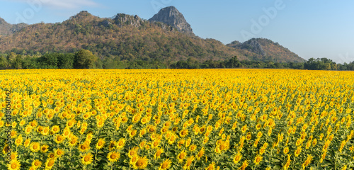 Fototapeta Naklejka Na Ścianę i Meble -  Panorama, Sunflowers field is blooming in the morning. Location at khao jeen lae, Lopburi Province ,Thailand