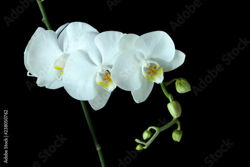 Fototapeta Naklejka Na Ścianę i Meble -  White Orchid (Phalaenopsis) isolated on black background