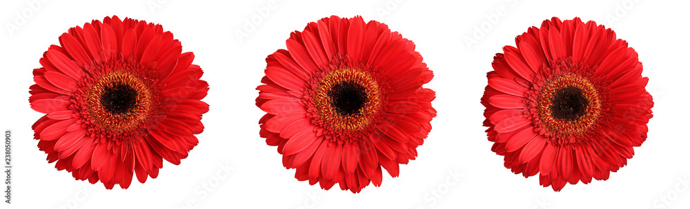 Tree red gerberas isolated on white background