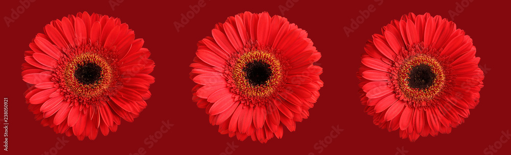 Tree red gerberas isolated on dark red background Tree red gerberas isolated on dark red background