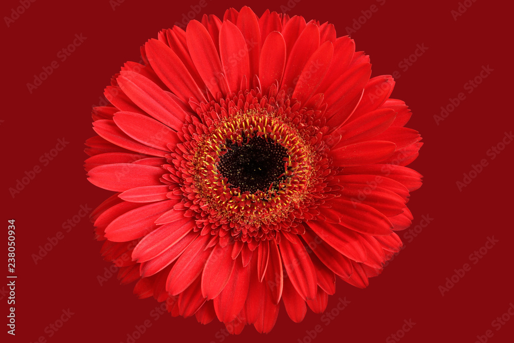 Red gerbera isolated on crimson background Red gerbera isolated on crimson background