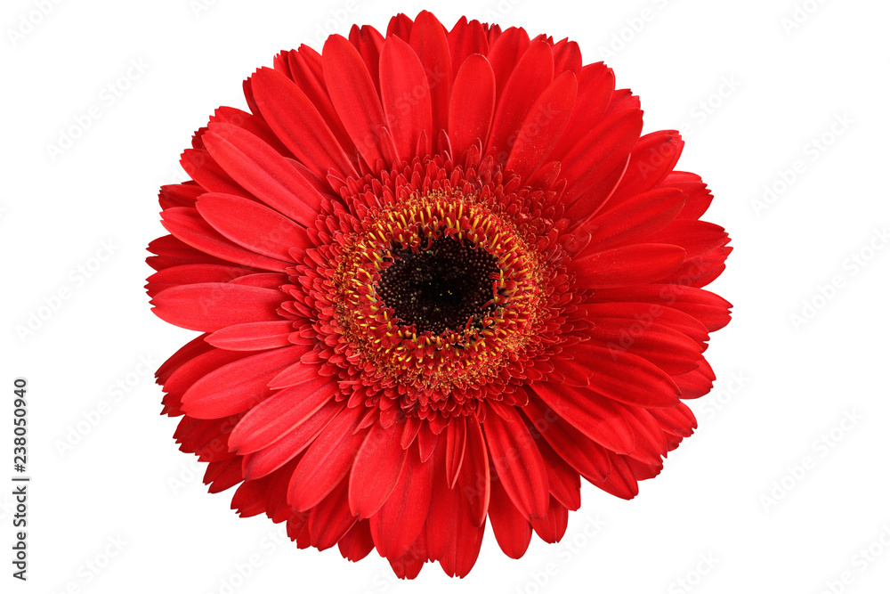 Red gerbera isolated on white background Red gerbera isolated on white background