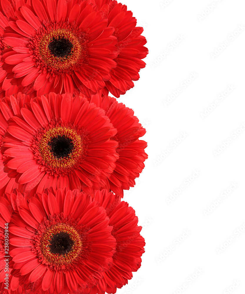 Red gerberas isolated on white background