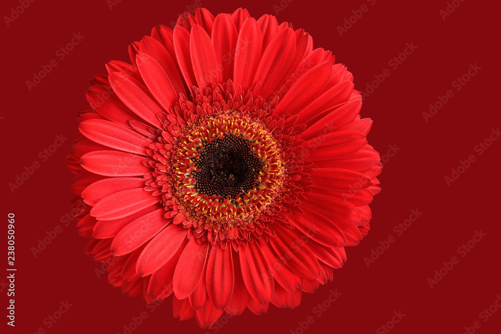 Red gerbera isolated on crimson background