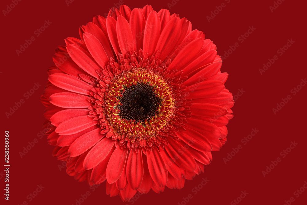 Red gerbera isolated on crimson background Red gerbera isolated on crimson background