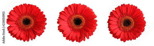 Tree red gerberas isolated on white background © Owl_photographer