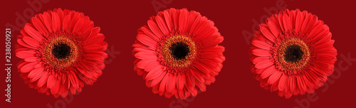 Tree red gerberas isolated on dark red background © Owl_photographer