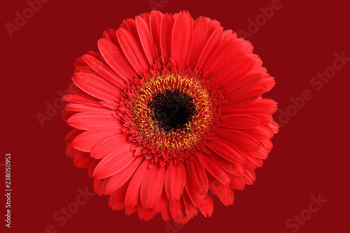 Red gerbera isolated on crimson background