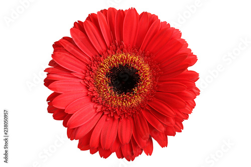 Red gerbera isolated on white background