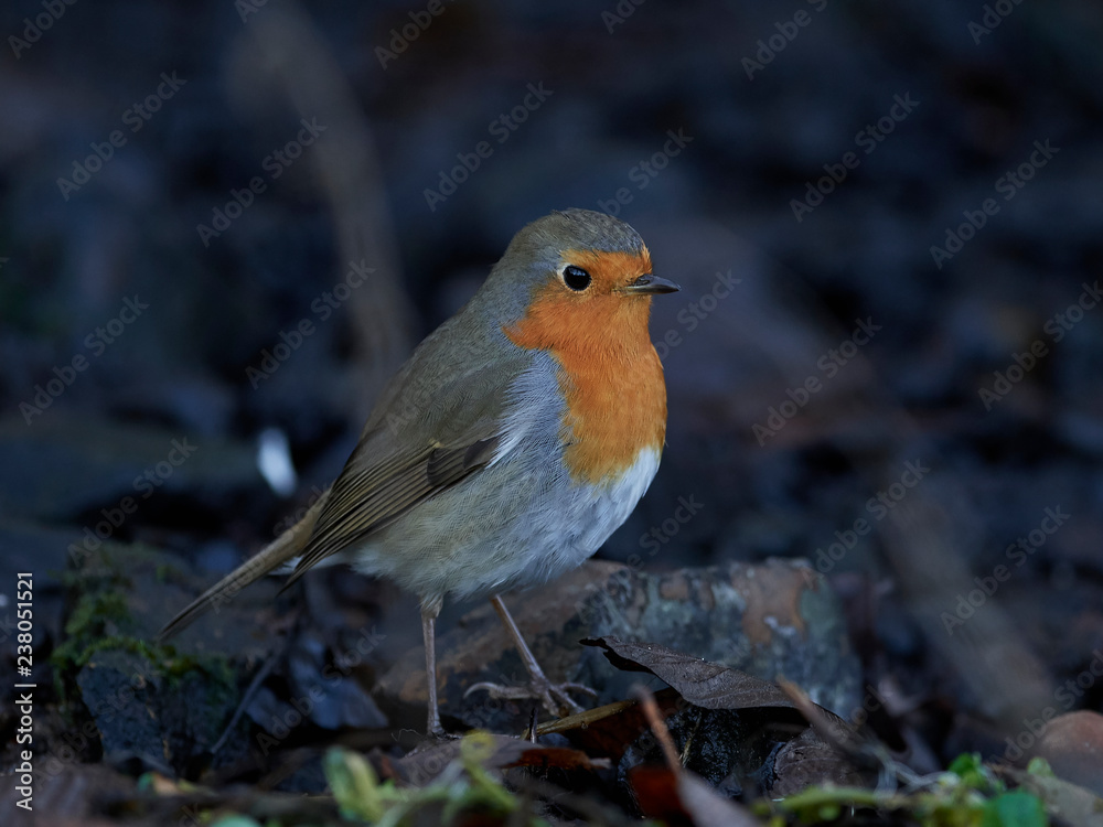 European robin (Erithacus rubecula) European robin (Erithacus rubecula)