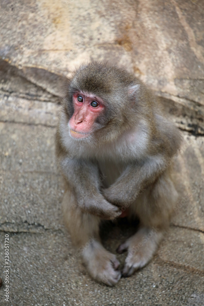 動物園の日本猿