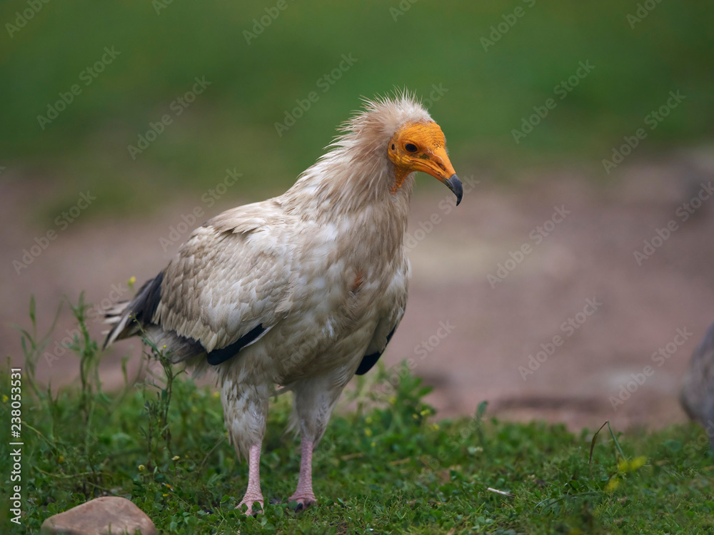 Egyptian vulture (Neophron percnopterus) Egyptian vulture (Neophron percnopterus)