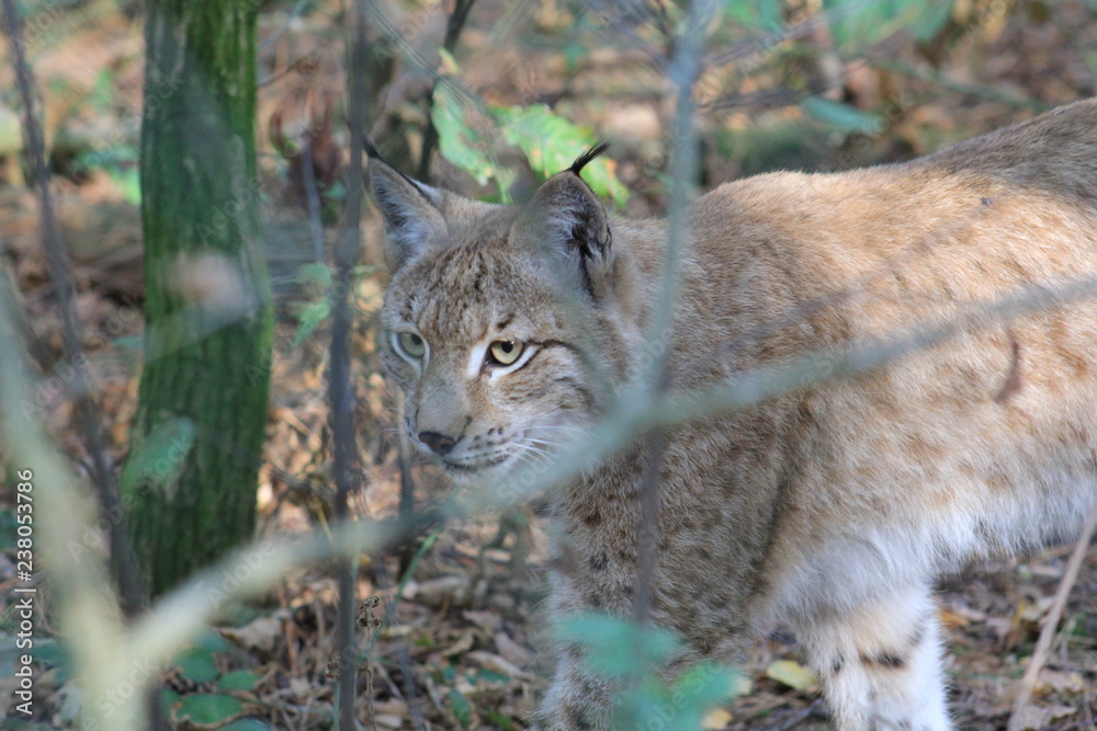 Naklejka premium Luchs