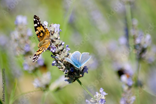 butterfly on lavender 