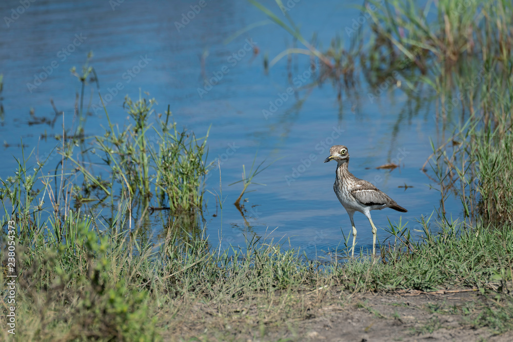 Water Thick-Knee Bird (also known as the Water Dikkop or Stone-Curlew) standing on the bank of a pond in the Okavango Delta, Botswana Water Thick-Knee Bird (also known as the Water Dikkop or Stone-Curlew) standing on the bank of a pond in the Okavango Delta, Botswana