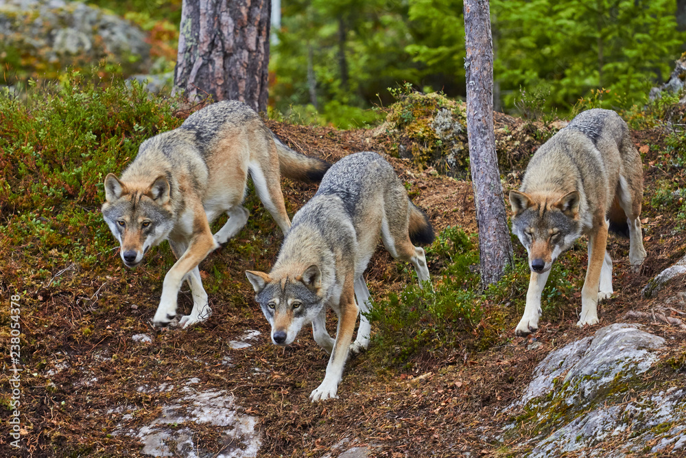 Fototapeta group of wolves in hunt