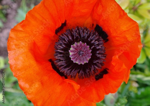 poppy in garden