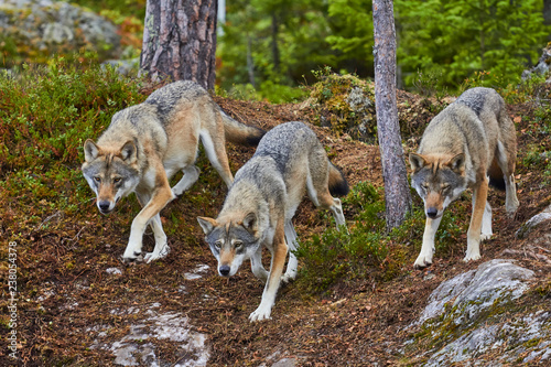 group of wolves in hunt