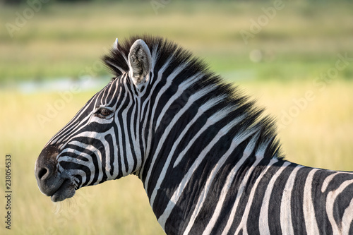 Close up of a young zebra standing on the grassland of the Okavango Delta in Botswana