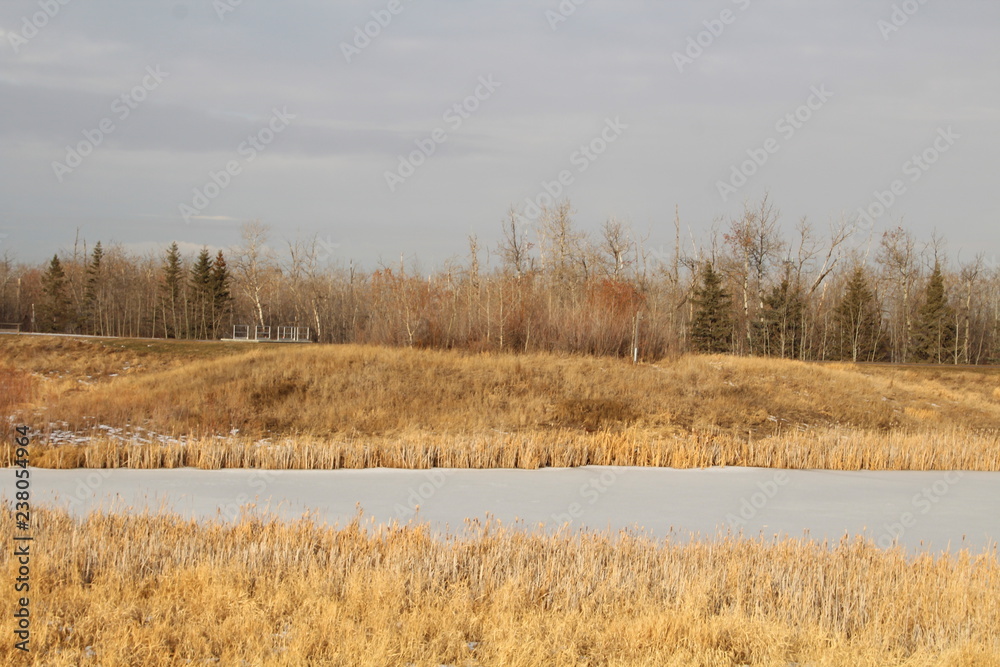 Frozen Pond, Pylpow Wetlands, Edmonton, Alberta Frozen Pond, Pylpow Wetlands, Edmonton, Alberta