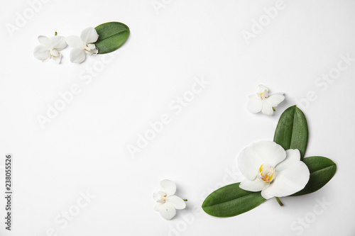 Fototapeta Naklejka Na Ścianę i Meble -  Beautiful tropical orchid flowers on white background, top view. Space for text