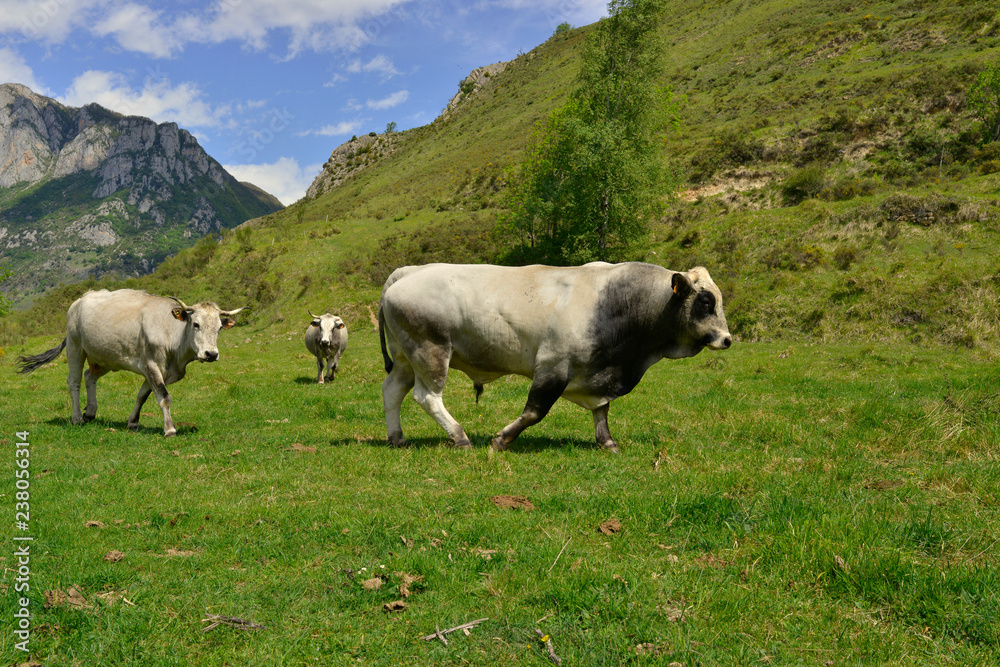 Obraz premium Taureau ariégeois en alpage, département de l'Ariège en région Occitanie, France