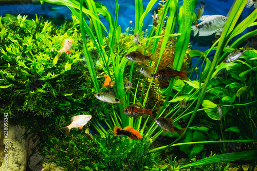 close up of aquarium tank full of fish © Solarisys