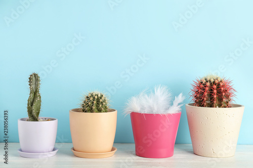 Pots with cacti and one with feathers on table against color background