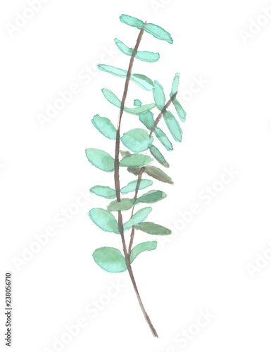 Branch of pale green eucalyptus painted in watercolor on clean white background