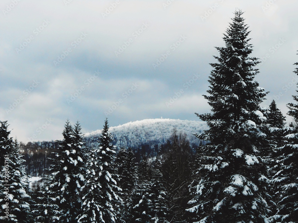 Fototapeta premium snow-covered spruce