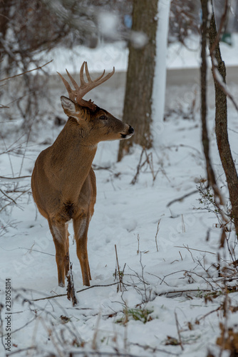 Deer with horns in snow