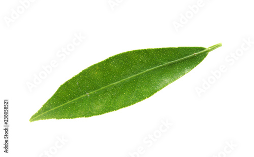 Fresh green tangerine leaf on white background