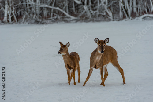 Fototapeta Naklejka Na Ścianę i Meble -  Deers in the snow
