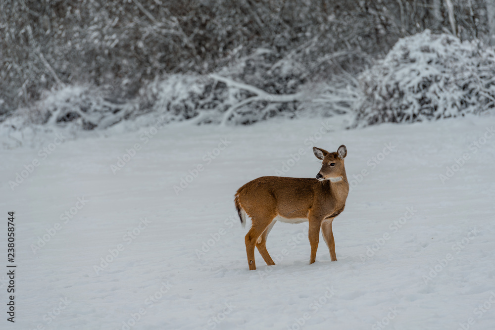 Deer with frosted bushes at winter